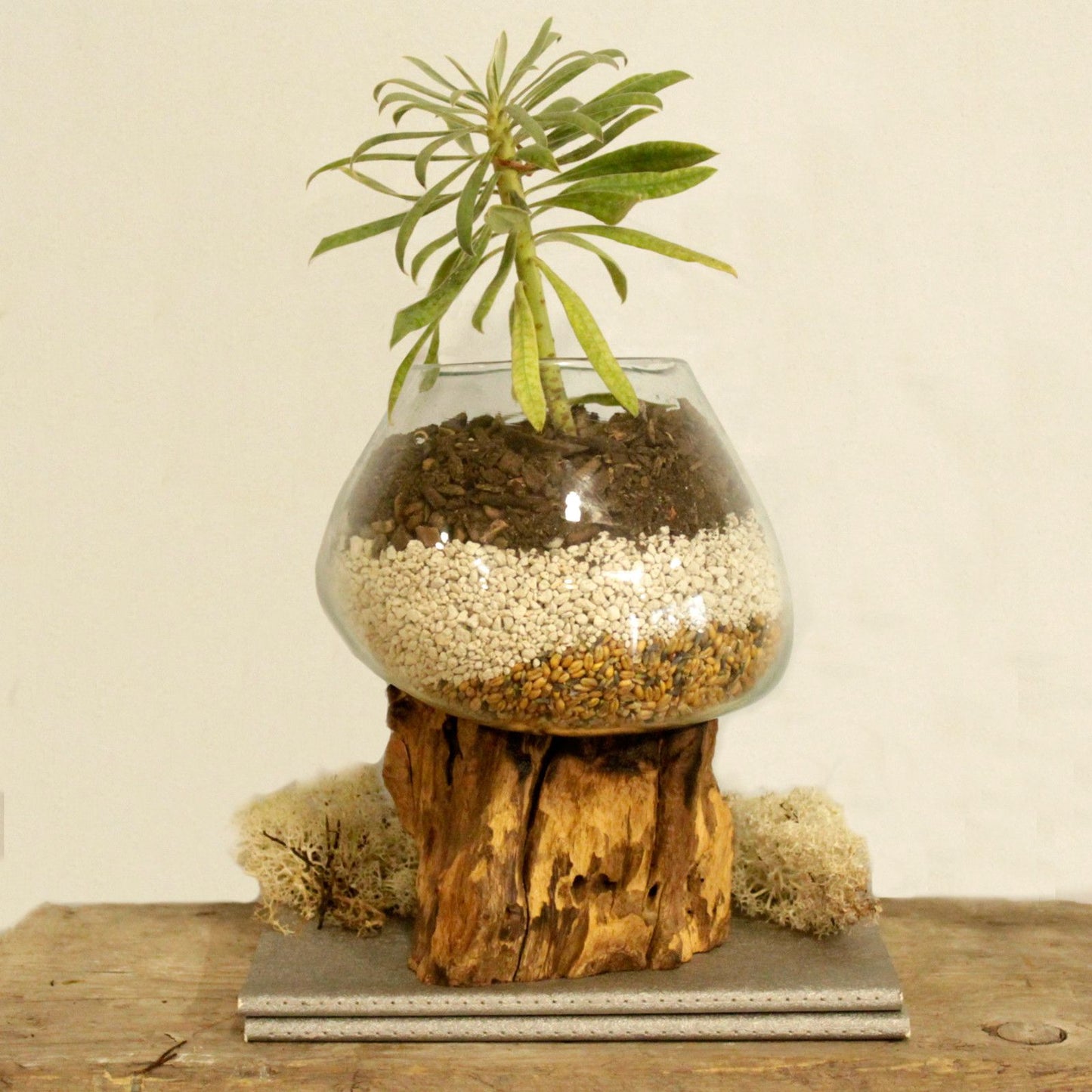 Artisan Molten Glass & Reclaimed Root Large Bowl